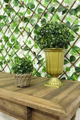 Set of plants on rustic table