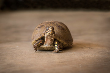 An angry box turtle staring at the camera