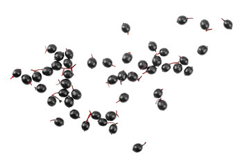 Fresh fruit of black elderberries isolated on a white background, top view.