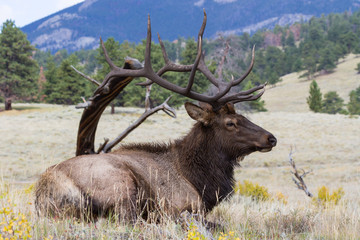 Elk of The Colorado Rocky Mountains