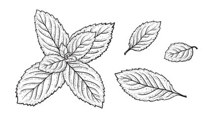 Mint Leaf Vector Set. Hand Drawn Fresh Peppermint leaves. Medicinal plants or Spicy Herbs Dot work illustration