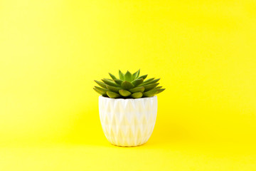 Trendy succulent Haworthia cymbiformis in white flower pot on yellow background, copy space. For social media, poster, interior, blog, flower shop. Home gardening concept. Horizontal