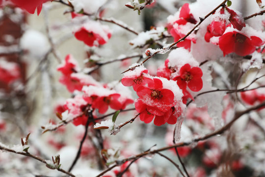 Early Spring Snowfall . Blooming Trees Covered With Snow