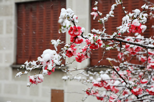 Early Spring Snowfall . Blooming Trees Covered With Snow