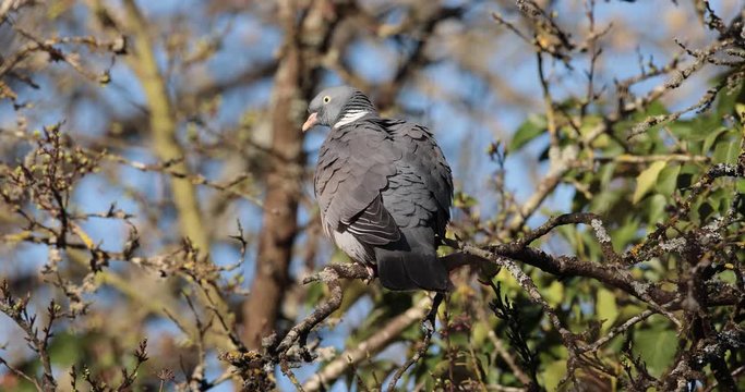 pigeon ramier pos&eacute; au soleil sur du lierre