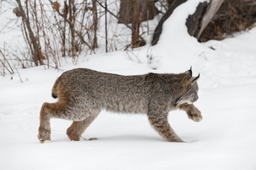 Obraz premium Canadian Lynx (Lynx canadensis) Stalks Right Through Snow Winter