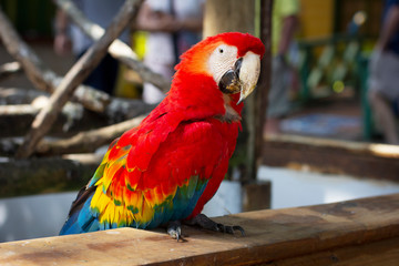 A colorful parrot is walking. Red bird. Contact Zoo.
