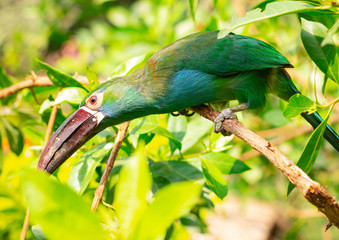 Green toucan on a tree. Contact Zoo. A bird with a large beak.