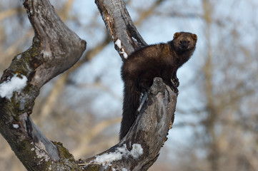 Fisher (Martes pennanti) Perched in Tree Looks Out Winter