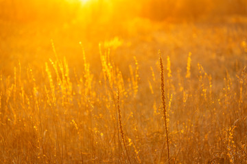 Obraz premium Abstract background with golden grass field in spring at sunset