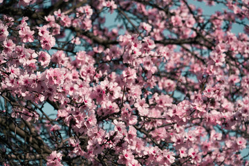 bright pink and white flowers on trees, blooming, spring landscape, beautiful background