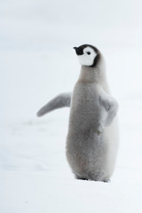 Fototapeta na wymiar Emperor Penguin chick close up in Antarctica