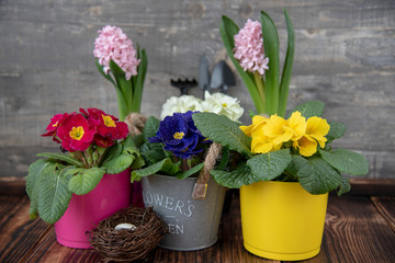 Bright primroses in multicolored pots and a nest of eggs on a dark wooden floor against a gray textured wall. Easter card, spring flower background.