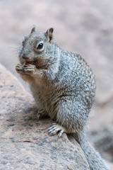 Naklejka na ściany i meble scoiattolo grigio 01 - su una roccia mentre mangia