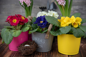 Bright primroses in multicolored pots and a nest of eggs on a dark wooden floor against a gray textured wall. Easter card, spring flower background.