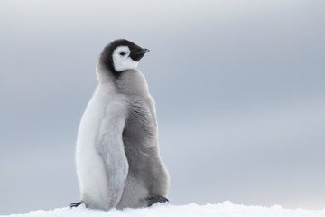 Emperor Penguin chick close up in Antarctica