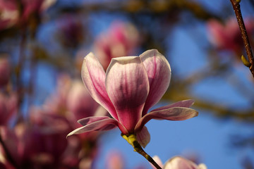 Magnolie Bl&uuml;te