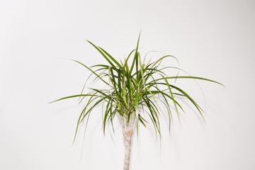 Tropical house plant in tin ikea pot on white