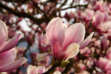 Fototapeta premium Magnolie Blüte