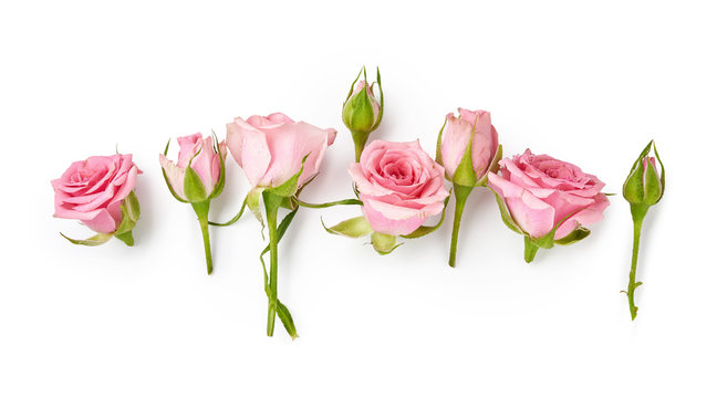 Rose flowers on white background. Top view of pink roses and rose buds.