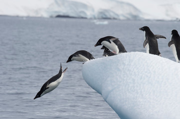 Adelie Penguin on the ice 