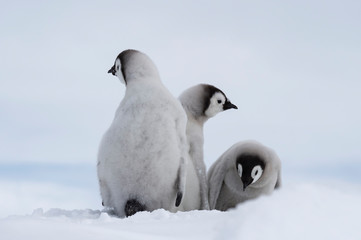Emperor Penguins chicks on ice in Antarctica