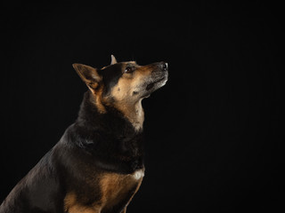 dog on a dark background. Beautiful pet. Animals in the studio.