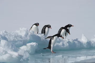 Foto op Plexiglas Ezelspinguïns op het ijs © Silver