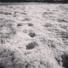Pfotenspuren im Schnee