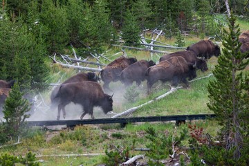 Stampeding Bison in Yellowstone © tamifreed