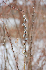 branch of willow in the spring. pussy-willow branches with catkins