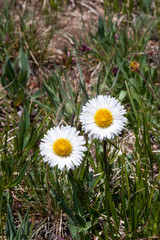 Wild Mountain Daisy Flowers