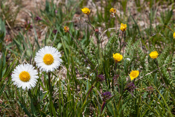 Wild Mountain Daisy Flowers