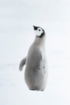 Emperor Penguin chick close up in Antarctica