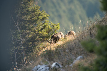 autumn in the mountains