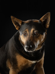 dog on a dark background. Beautiful pet. Animals in the studio.