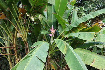 Banana tree with fruit start