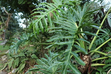 Fototapeta premium Green leaves of the brazilian rainforests in Brazil