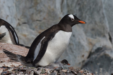 Naklejka premium Gentoo Penguin with chick