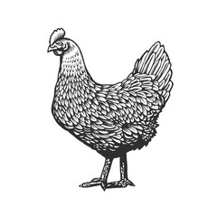 Chicken or hen drawn in vintage engraving or etching style. Farm poultry bird isolated on white background. Vector illustration in monochrome colors for poster, restaurant menu, website, logo.