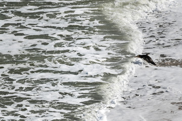 Yellow-eyed penguin jumping in the sea water at Bushy beach in New Zealand.