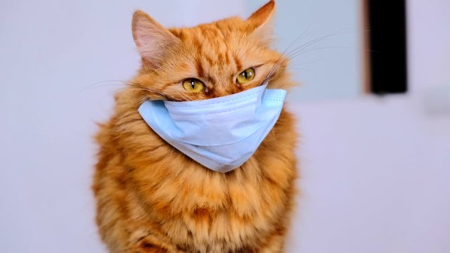 Red cat in a medical mask from a virus. COVID-19 protective dressing for kittens. Orange cat is protected from coronavirus disease 2020. Fat redhead cat trying to take off the mask. The average plan.
