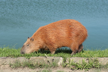 Capybara eats grass overlooking lagoon