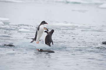 Gentoo Penguins on the ice