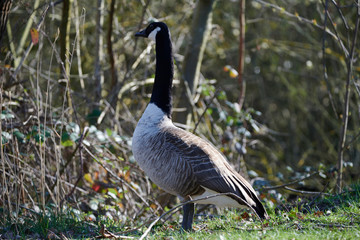 Oies sauvages
