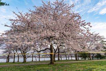 Cherry blossom at Tidal basin in Washington DC at sunrise with Police Line do not cross due to Corona  Covid-19 virus