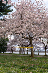 Fototapeta premium Cherry blossom at Tidal basin in Washington DC at sunrise with Police Line do not cross due to Corona Covid-19 virus
