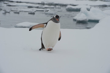 Gentoo Penguin on the ice
