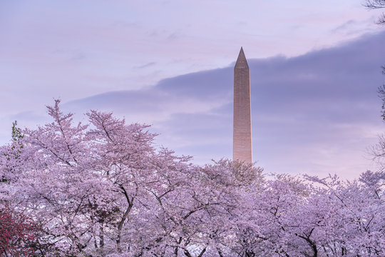 Cherry blossom at Tidal Basin in Washington DC with the Washington monument in the background at sunrise