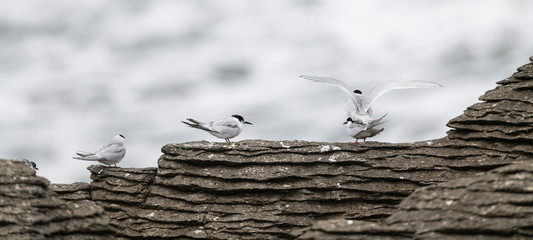 Active terns, two of them mating, of the white-fronted tern colony at Pancake rocks, New Zealand.